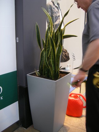 servicing of a lechuza floor plant display